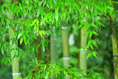 Bamboos-Grasses