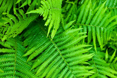 Ferns