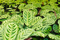 Foliage Plants