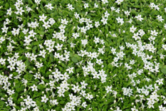 Groundcovers