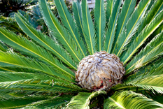 Palms & Cycads